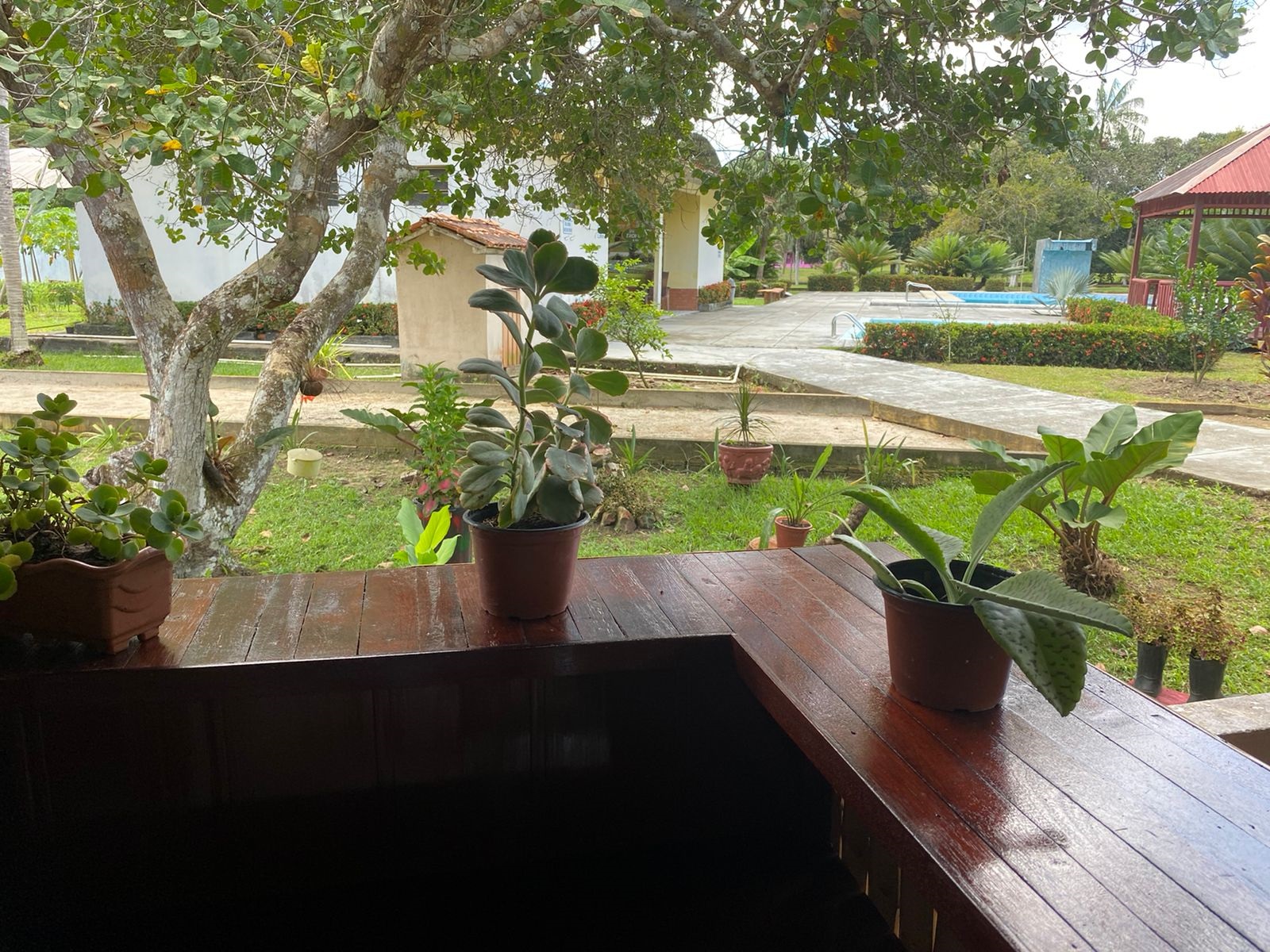 jungle spa e hotel